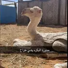 خلفه شقحا كفو