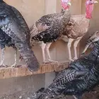 ديوك رومي بعمر 7 أشهر أحجام طيبة