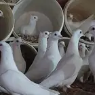 حمام زاجل أبيض مقنبر منتج وسربع الأنتاج