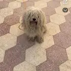 كلب مالتيز للبيع