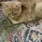 قط عمره 4 شهور اليف ولعوب ومعاه ليتر بوكس للتبني