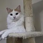 Beautiful Female Cat - Free Adoption