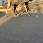 قعود رماني
