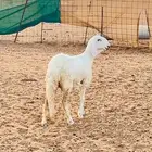 رخل سواكن ابيض