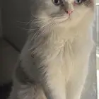 قط للتبني