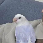 روز اليف جدا جدا