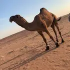 فحل اصفر منتج
