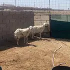 حريات طيبات