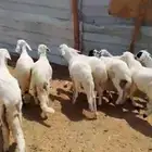 سواكن مرابي