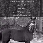 حصان شعبي