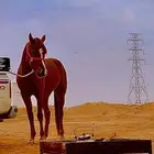 حصان واهو
