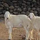 مشروف فحل انتاج المراح