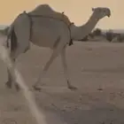 ناقة عشرا وضحا ضروبة طيبة