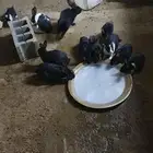 ارانب جمله للبيع وصل السوم 510