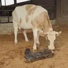 بقر دنمركيه نادره بقرة