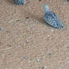 قطاء