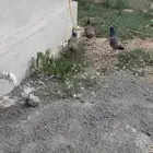فروخ طاووس هندي