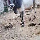 عجل بلدي عمره سنه