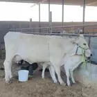 بقره المانيه منيحت بيت