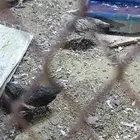 دجاج بلدي للبيع وسط وكبير