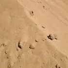 توريد رمل مساح. رمل عادي. كنكري بيسكرس جميع موادالبنا