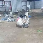 حوش غنم وطيور للتقبيل