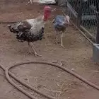 دجاج رومي للبيع زوج وذكر