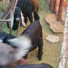 للبيع 14 تيس بلدي فيها عمر 3 و4 و6 شهر للبيع كلها