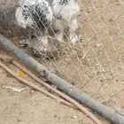 دجاج للبيع براهما