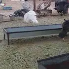 دجاج رومي و حبشي وبلدي