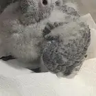 فروخ كاسكو ماشالله تبارك اهلهم كنقو فواتح المدينة المنورة