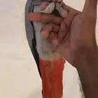 كاسكو للبيع