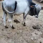 عجل عمره تقريب سنه