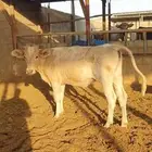 بقره دنمركيه جذعه
