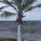جوز الهند ( نارجيل ) كبير للاستراحات والمنازل