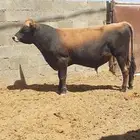ثور جيرسي انجليزي بيور بقر