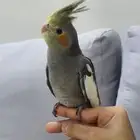 طير كروان كوكتيل