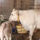 بقره المانيه منيحت بيت بقرة