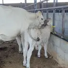 بقره المانيه منيحت بيت