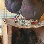 زاجل سباق ازواج