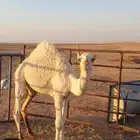 قعود للبيع على السوم العمر 5 شهور