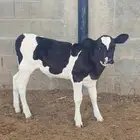 بقره عجله داغور ترضع