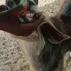 تيس عارضي جذع