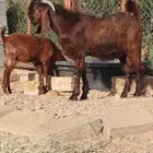 تيس قبرصي اصل