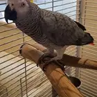 كاسكو سوبر جامبو للبيع