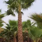 نخل واشنطني