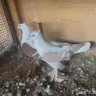 زوجين حمام سوالوا