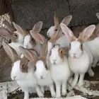ارانب للبيع