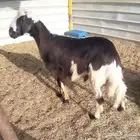 خروف بلدي سمين ونظيف