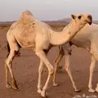 قعود أوضح كفو منتج نوادر